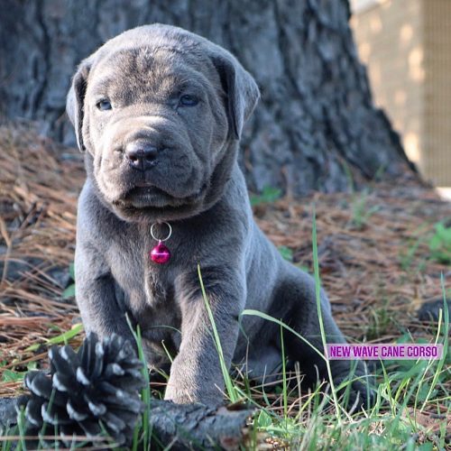 Beautiful puppy available 