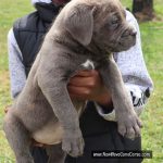 Available male ermias to shero